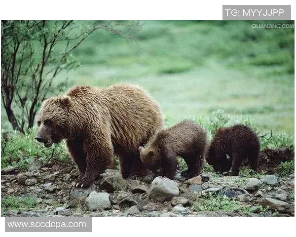 灰熊与国王激战360度全景回顾精彩瞬间与战术分析